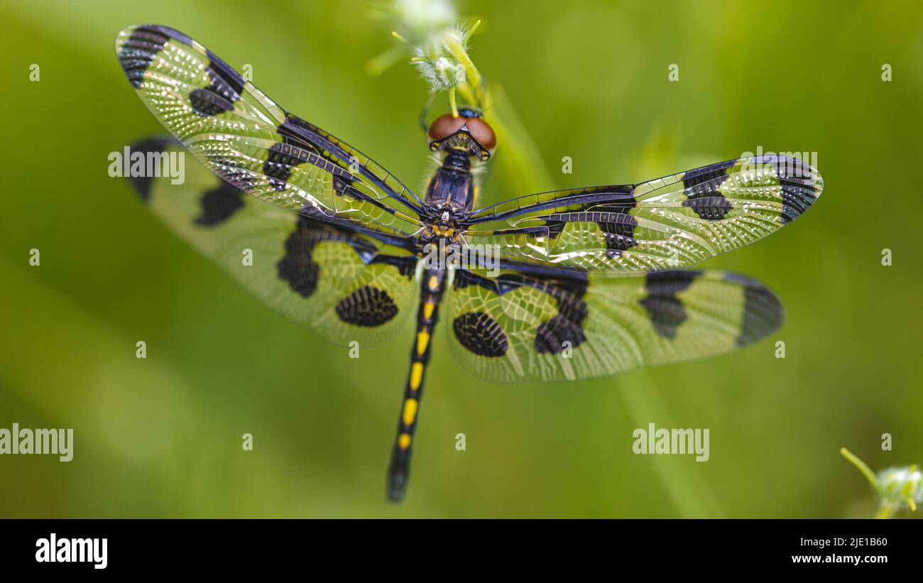 Banded Pennant dragonfly resting on a stem near a lake. Stock Photo