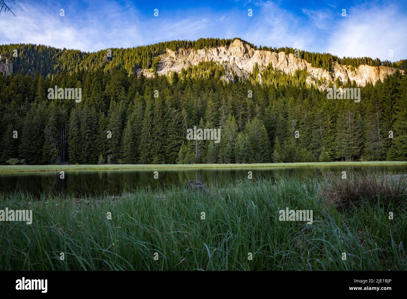 A small blue reflecting lake and clear mountain cool water with stone narrow wild shore in evergreen coniferous spruce forest with tall fluffy thorny Stock Photo