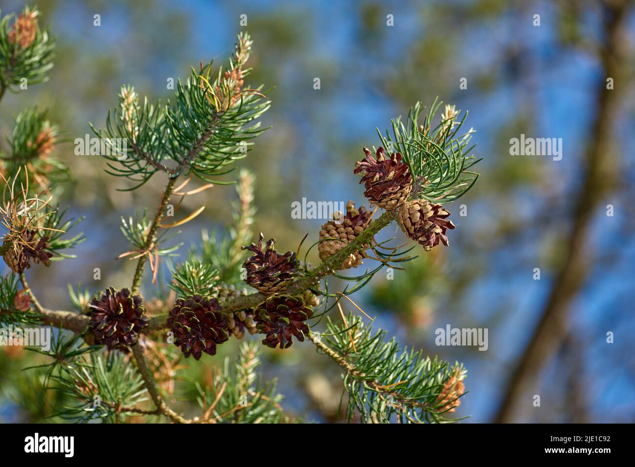 Closeup of pine cones hanging on a fir tree branch with a bokeh ...