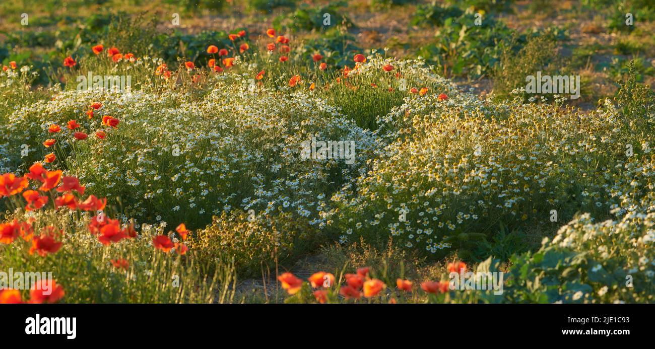Landscape of orange lily flowers and shrubs in a meadow. Plants growing in a nature reserve in spring. Beautiful flowering plants budding in its Stock Photo