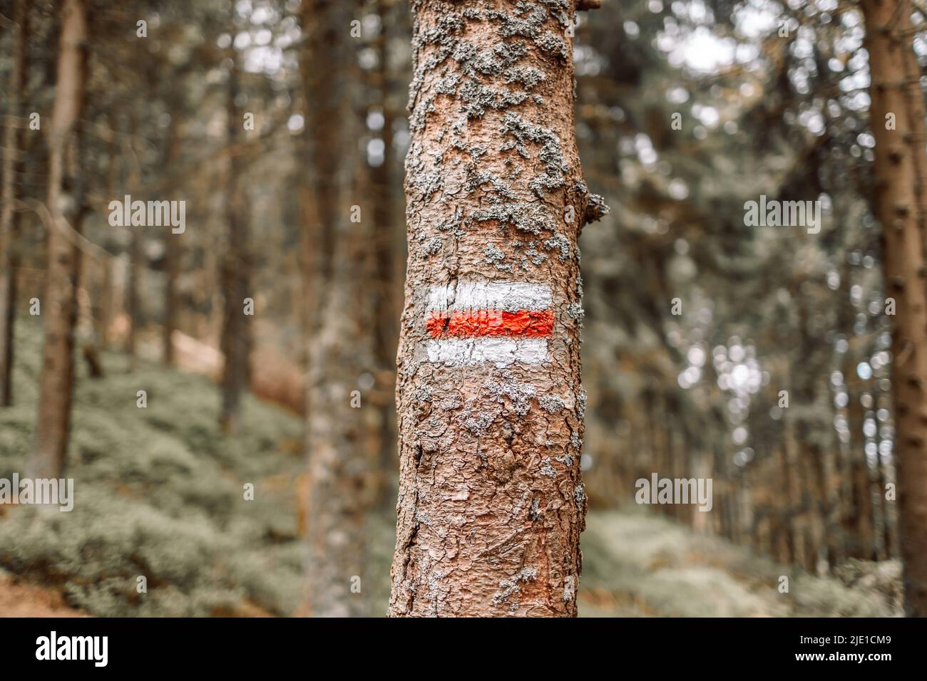 Red hiking trail sign painted on tree in forest Stock Photo - Alamy