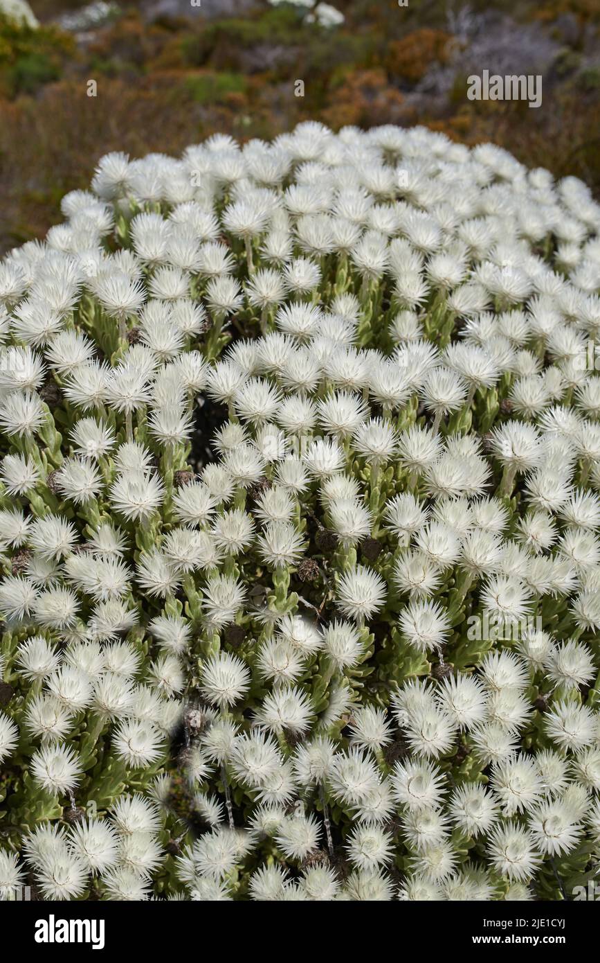 Closeup of flowering succulents growing in a national park. Top view of indigenous South African plants with white flowers from above. Fynbos growing Stock Photo