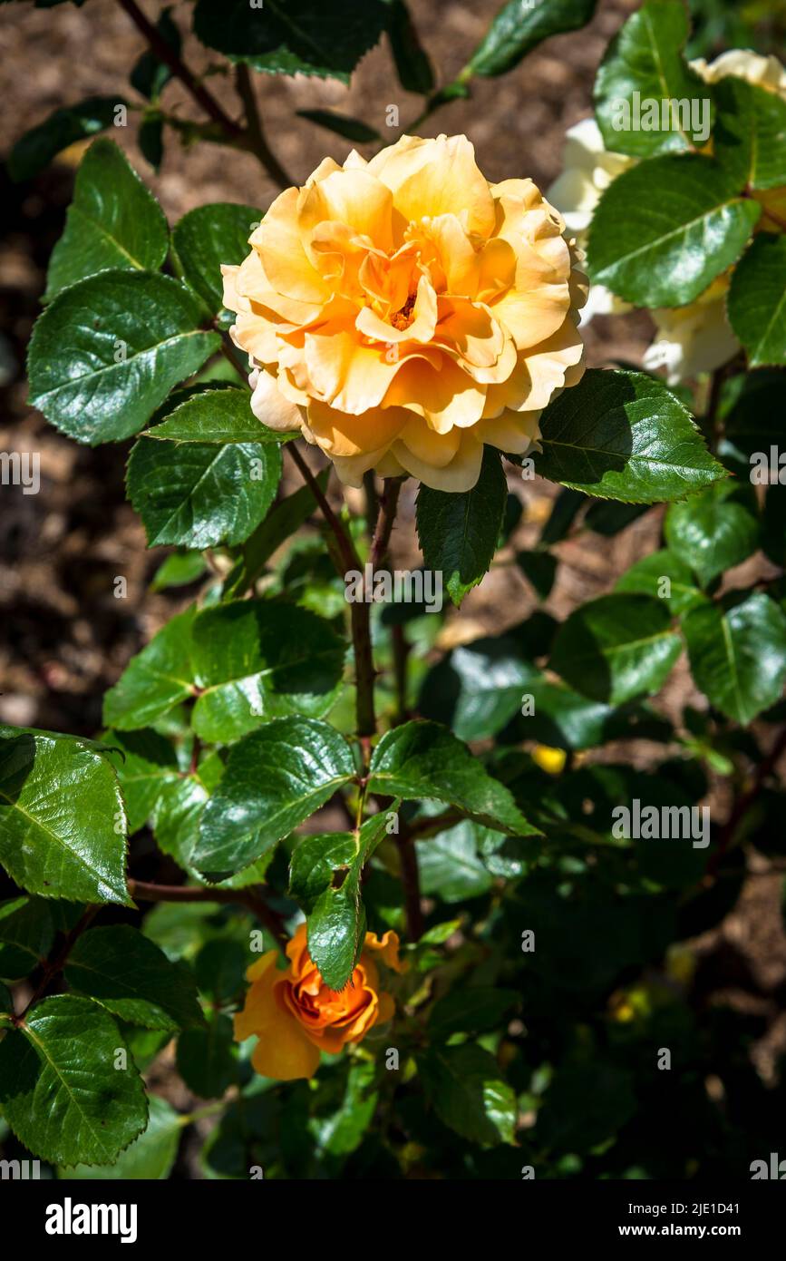 Rosa Welwyn Garden Glory 'Harzumber' Stock Photo