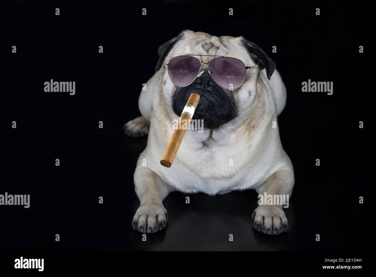 I'm the boss. A pug with sunglasses and a cigar against a black background. Stock Photo