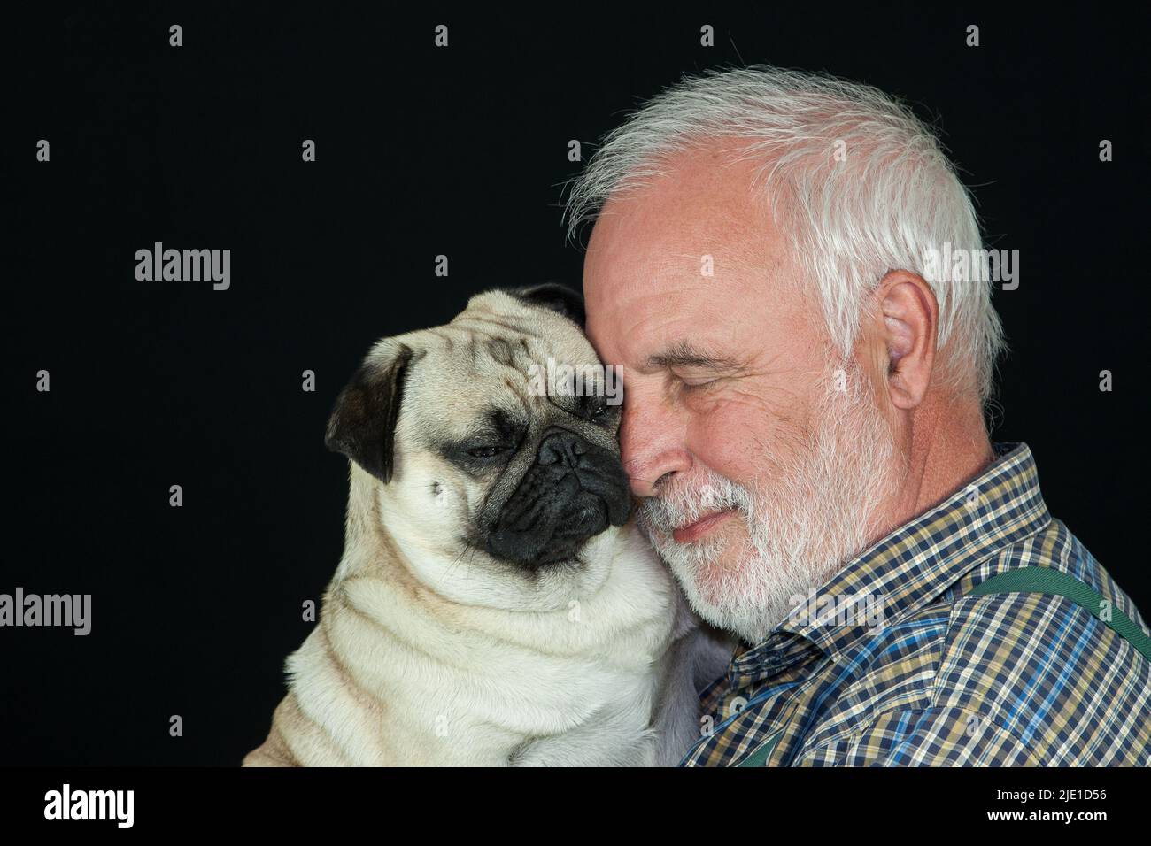 An elderly man lovingly cuddles his pug. The little guy with the big heart is one of those dogs that divides the nation. Stock Photo