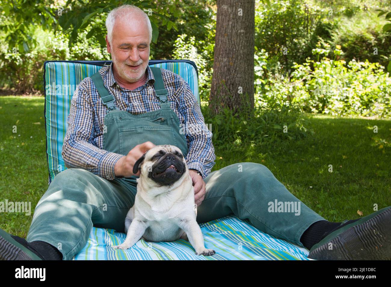 An elderly man is sitting happily in his garden on a deck chair in the shade of the tree and is lovingly stroking his little pug that is sitting betwe Stock Photo