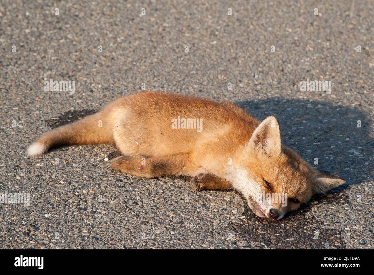 A sad sight on the side of the road, a young fox run over. The roads in Europe are a battlefield where 30 million mammals die every year from traffic. Stock Photo