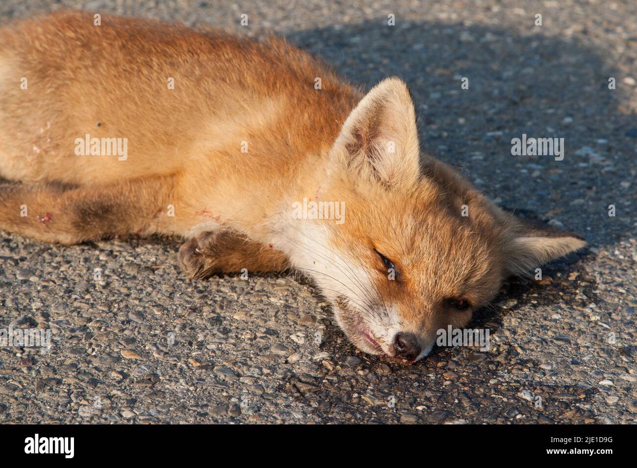 A sad sight on the side of the road, a young fox run over. The roads in Europe are a battlefield where 30 million mammals die every year from traffic. Stock Photo