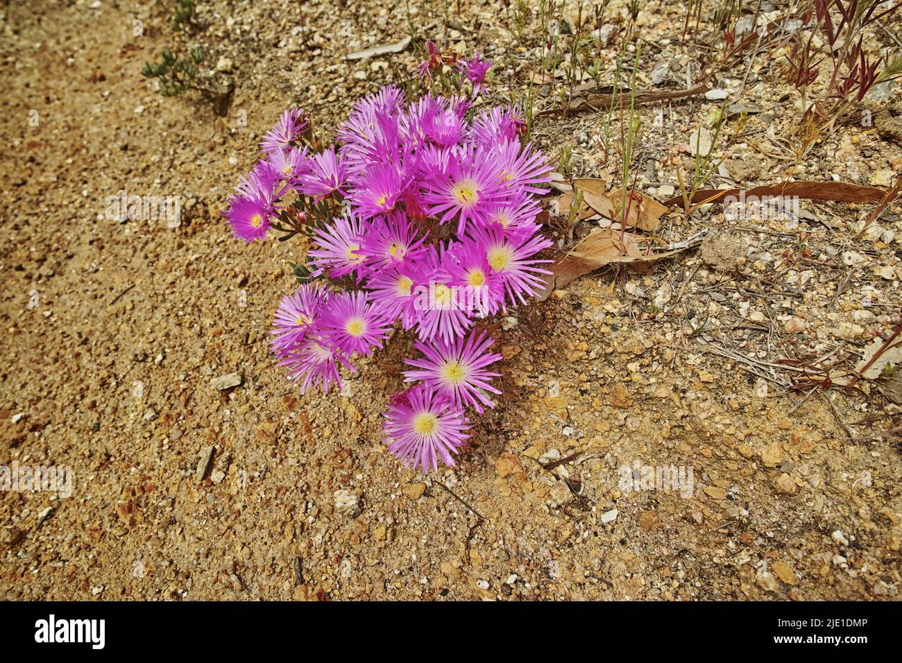 Closeup of indigenous Fynbos flowers growing in Table Mountain National Park, Cape Town, South Africa from above. Group of purple flowering blossoming Stock Photo