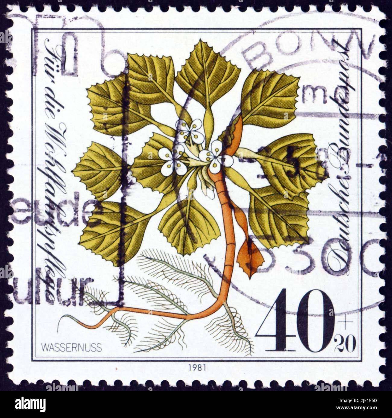 GERMANY - CIRCA 1981: a stamp printed in Germany shows water caltrop, trapa natans, is floating annual aquatic plant, endangered species, circa 1981 Stock Photo