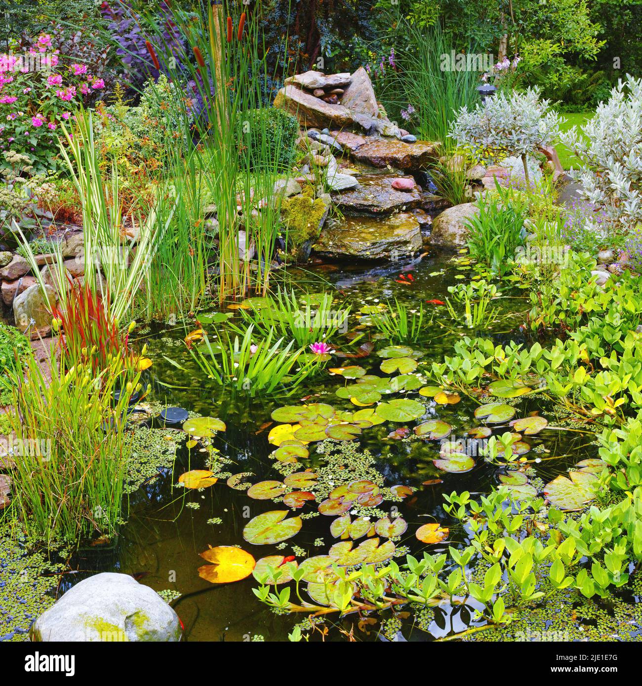 Overgrown koi fish pond in a garden outside. Variety of aquatic plants like lily pads, cattails
