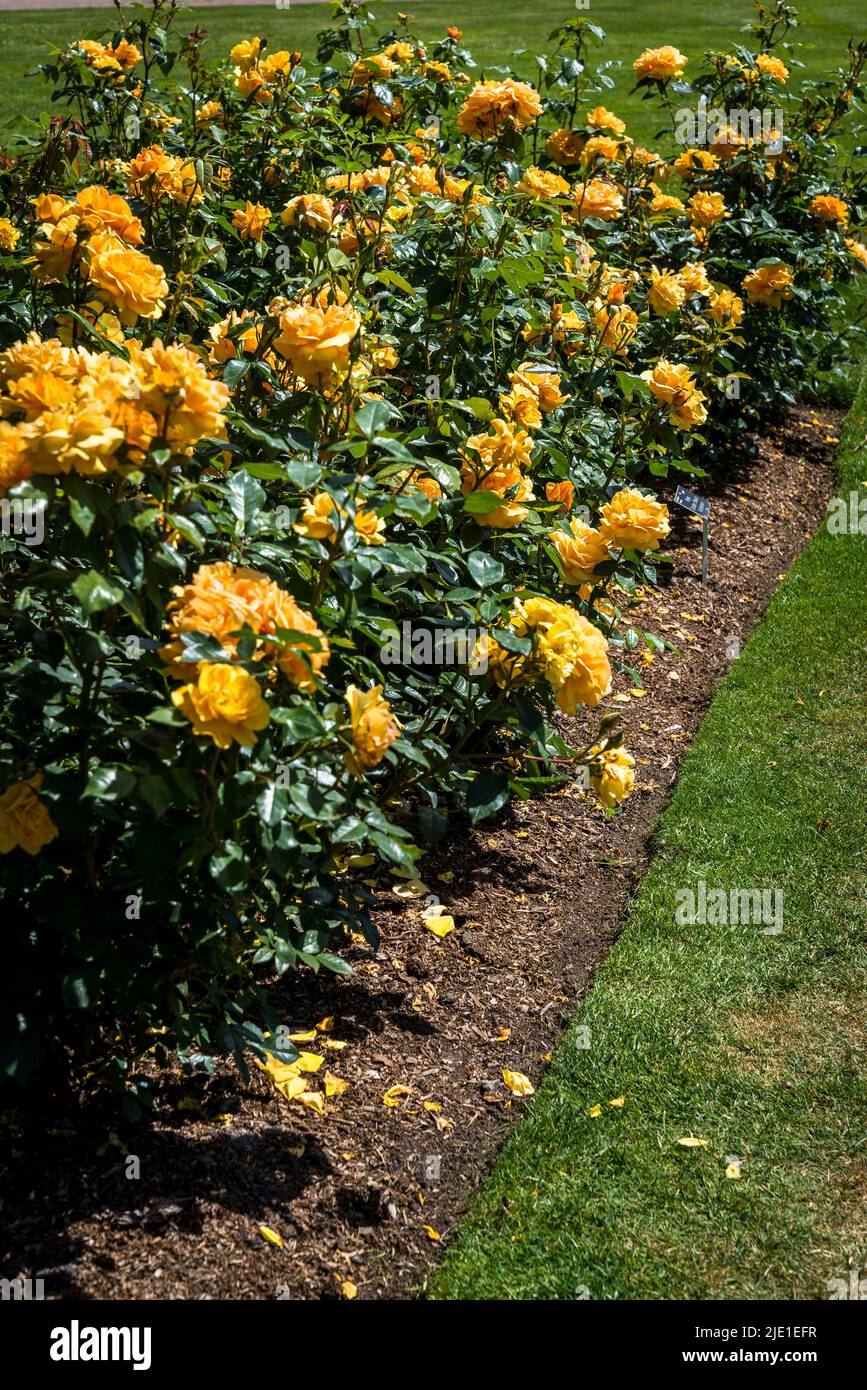 Golden beauty korberbeni hi-res stock photography and images - Alamy