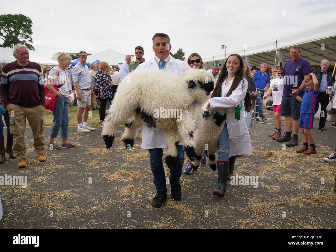A Valley Blacknose sheep is carried from the judging ring at the Royal