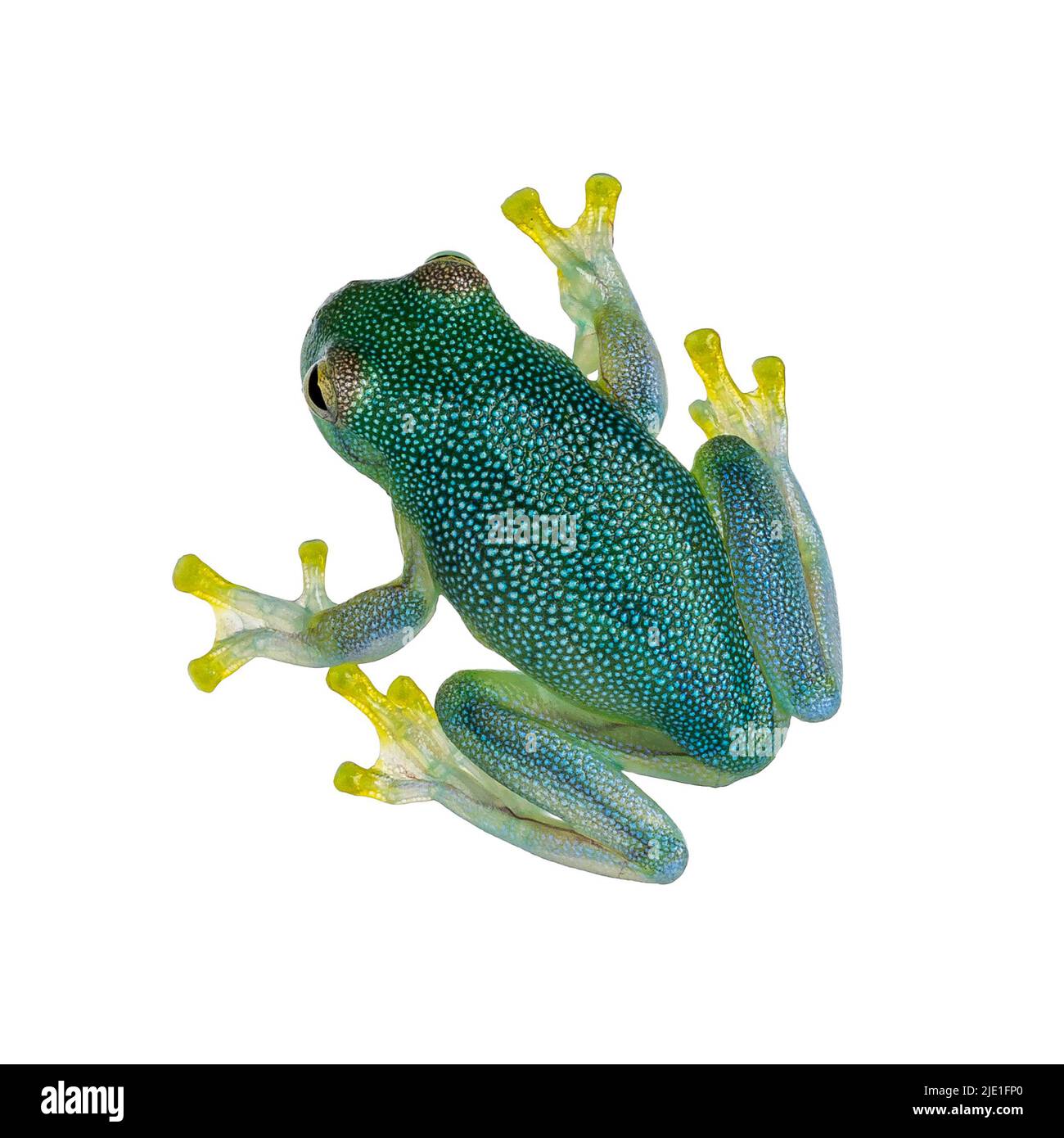 Top view glass Frog aka Cochranella granulosa, showing see through