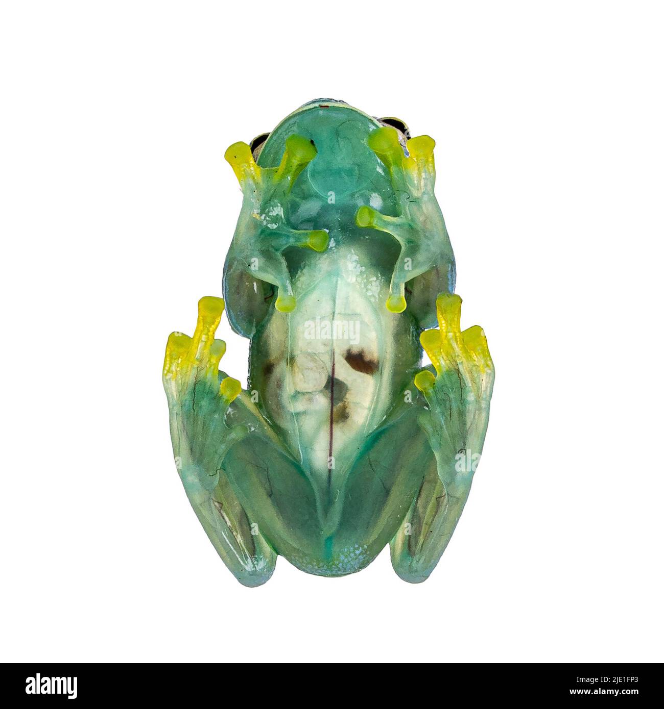 Lime green abdomen Cut Out Stock Images & Pictures Alamy