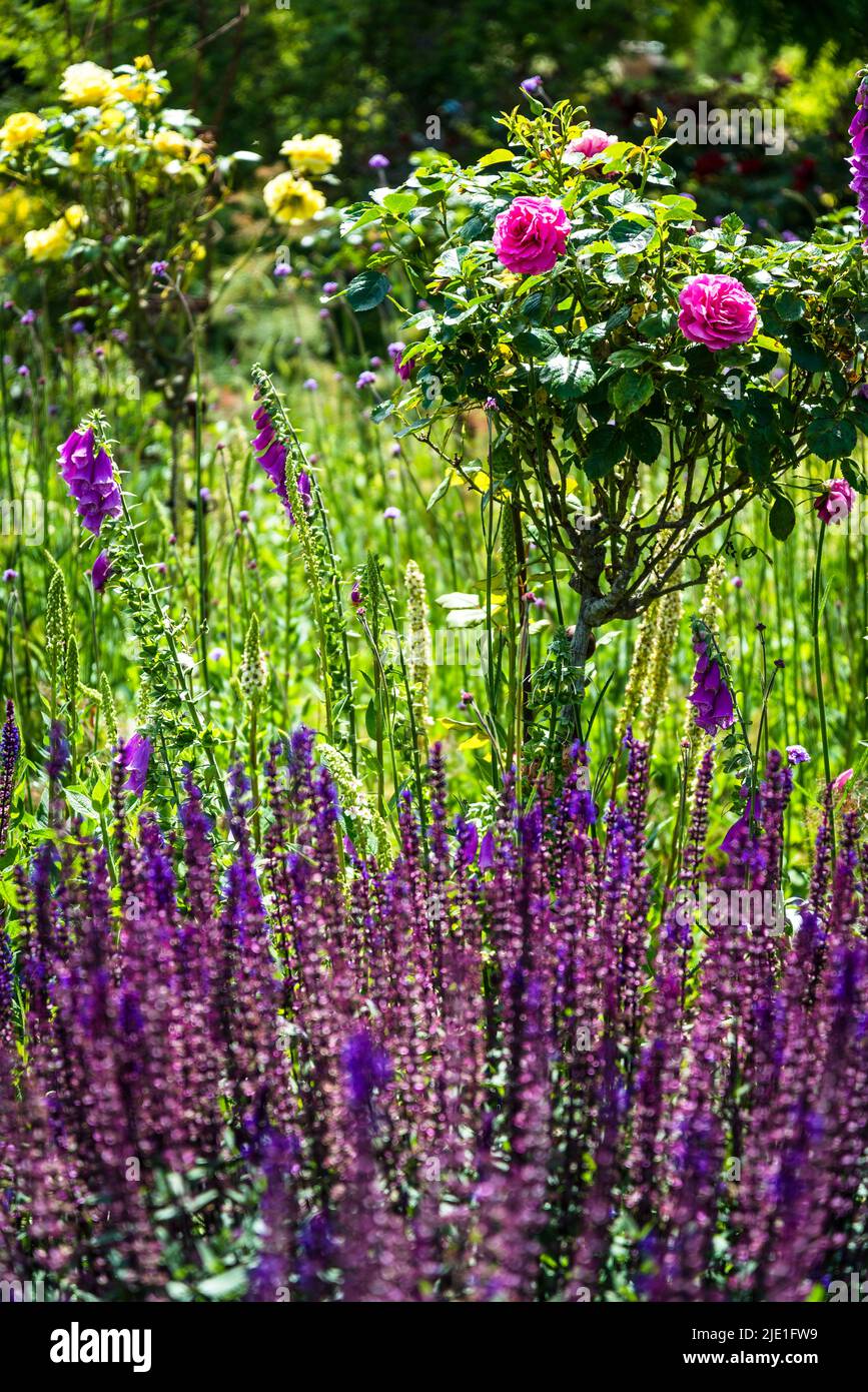Early summer garden with roses and   Salvia nemorosa 'Amethyst', Sage Amethyst Stock Photo