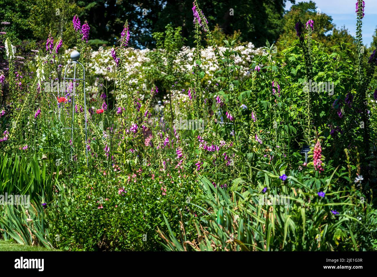 Early summer garden with foxgloves, irises and poppies Stock Photo Alamy