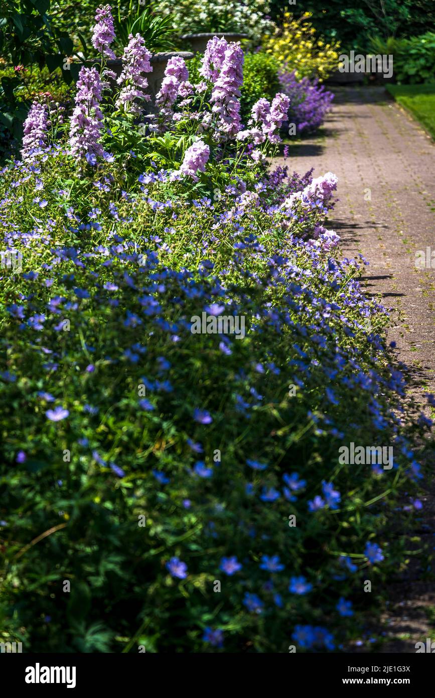 Early summer garden border with Delphinium elated Cinderella and blue geranium Stock Photo
