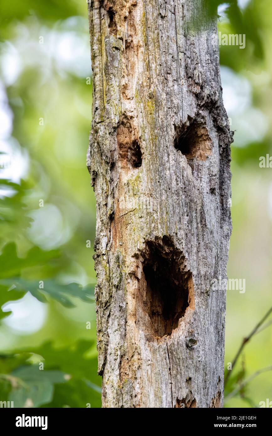 Scary face in tree trunk - Brevard, North Carolina, USA Stock Photo