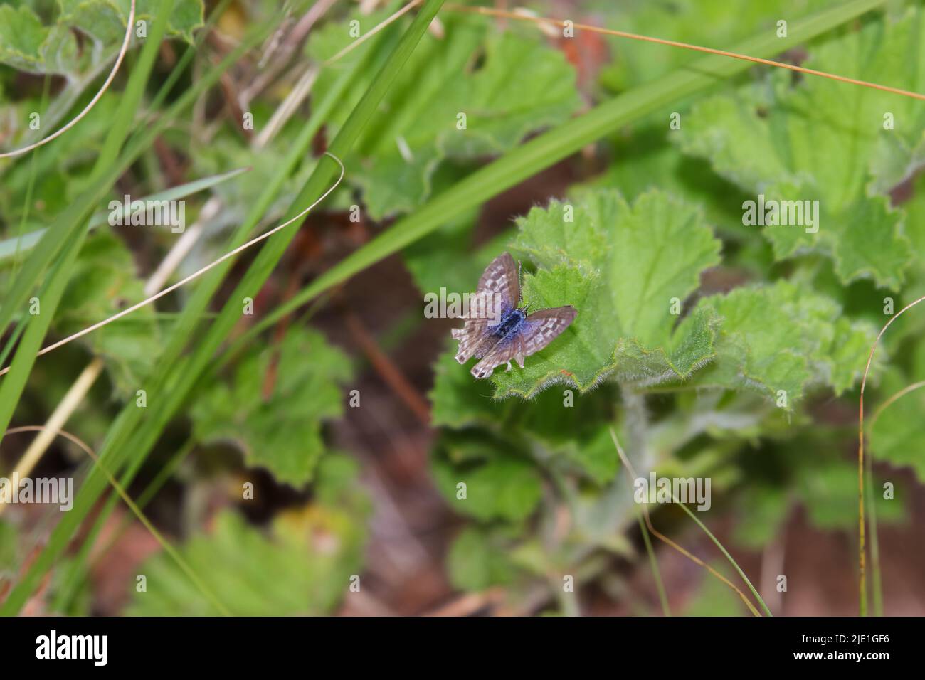 Common Hairtail Butterfly With Damaged Wings (Anthene definita) Stock Photo