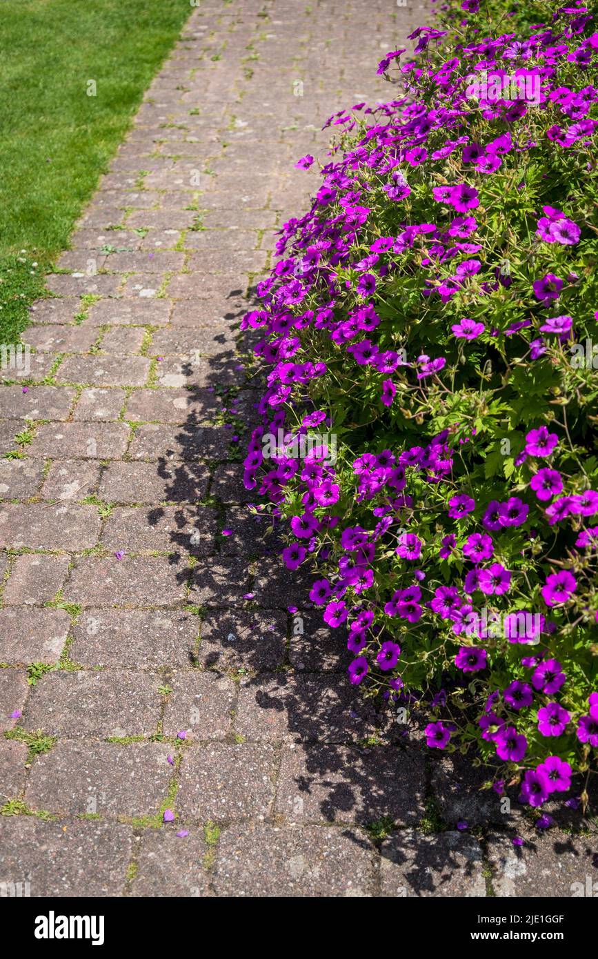 Border with Geranium 'Dilys', geranium procurrens x geranium sanguineum Stock Photo