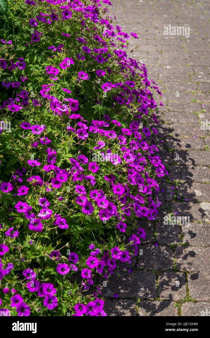 Border with Geranium 'Dilys', geranium procurrens x geranium sanguineum Stock Photo