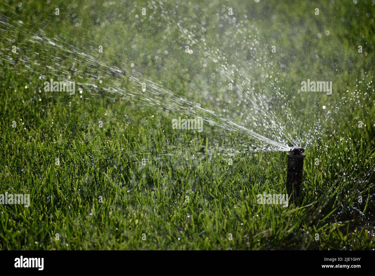 Automatic water sprinklers on green lawn Stock Photo Alamy