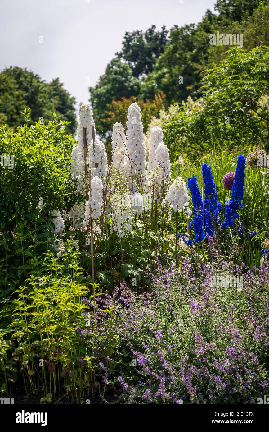 Delphinium garden white hi-res stock photography and images - Alamy