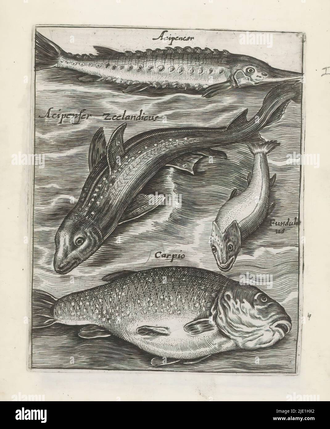 Sturgeon, fundulus and carp, Fish (series title), Piscium Vivae Icones (series title), Four fish. From top to bottom a sturgeon, Zealand sturgeon, a fundulus and carp. Each fish has its name in Latin. This print is part of an album., print maker: anonymous, print maker: Crispijn van de Passe (I), (rejected attribution), after design by: Adriaen Collaert, Utrecht, 1635 - 1660, paper, engraving, height 119 mm × width 94 mm Stock Photo