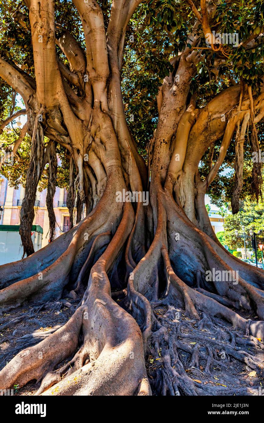One of the many Moreton Bay Fig trees aka the Strangler Tree in Valencia, Spain Stock Photo