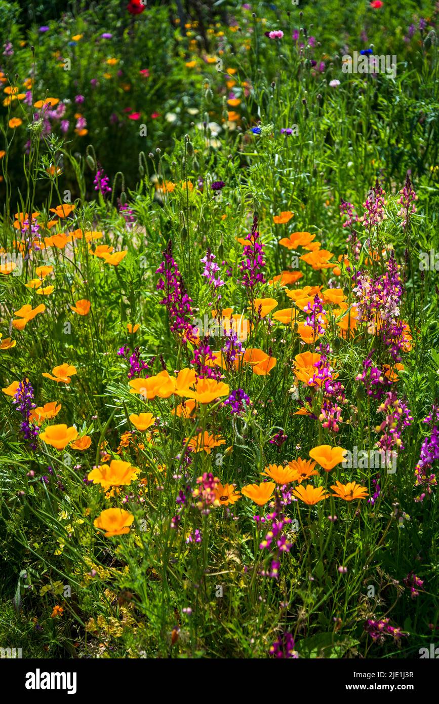 Summer Mixed boarder with Californian poppy and Penstemon, the beardtongue Stock Photo