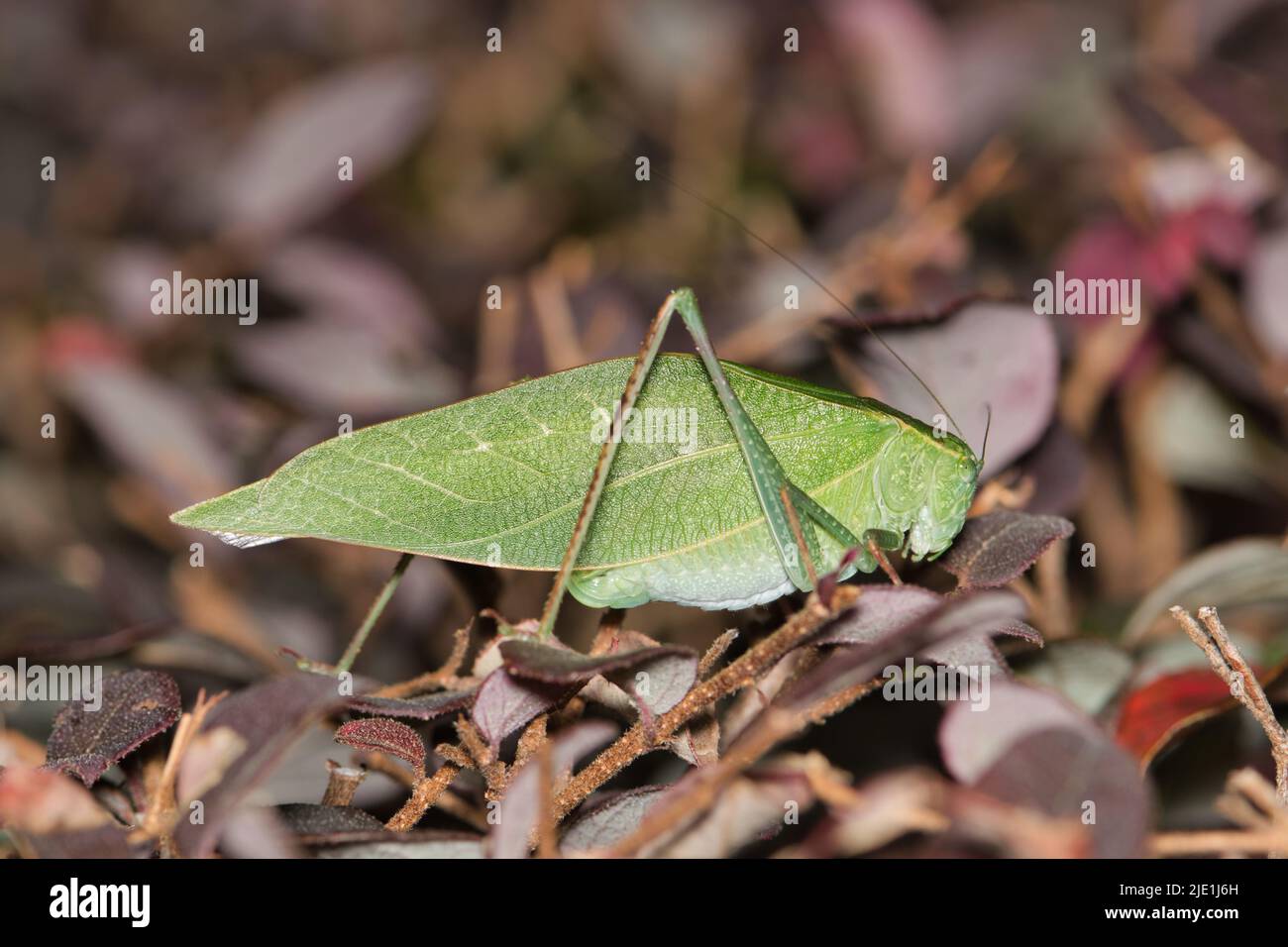 Adult Katydid (Microcentrum) perched on a Loropetalum shrub, ventral view. Common species of insect found throughout North America. Stock Photo
