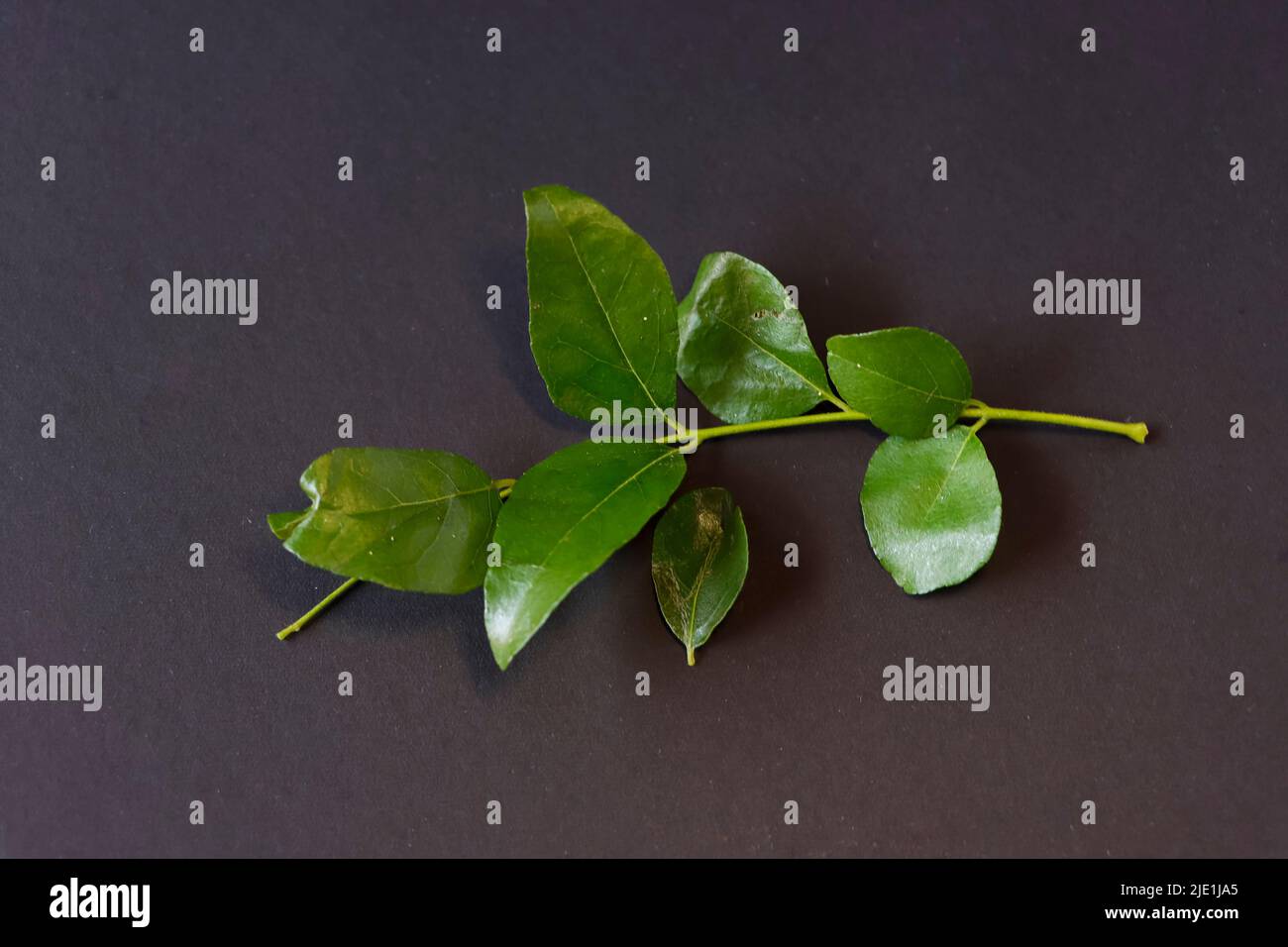 Closeup Image Of Curry Leaves In Black Background Stock Photo