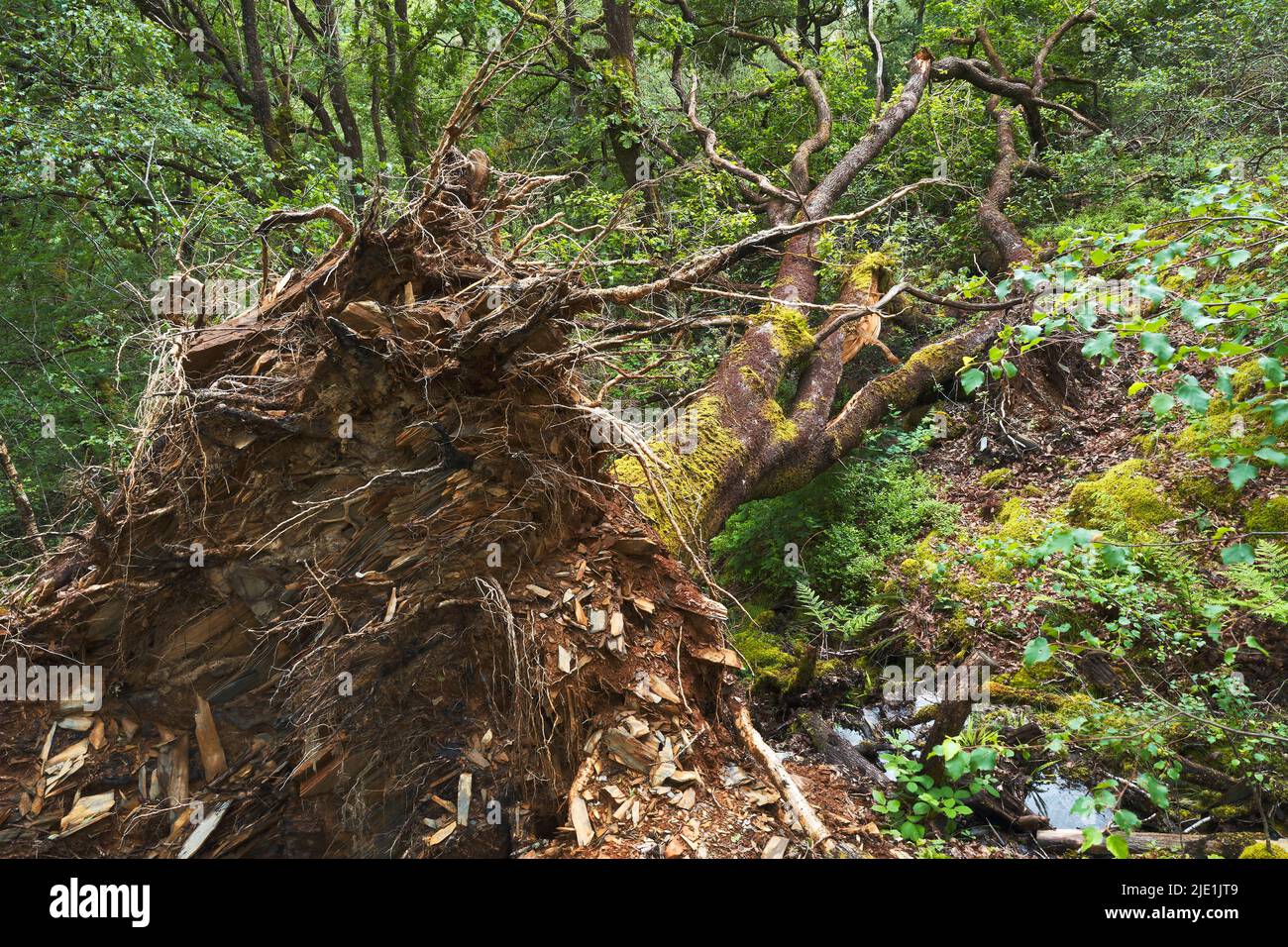 A mature oak tree fallen in woodland environment, with root plate attached and exposed. Stock Photo