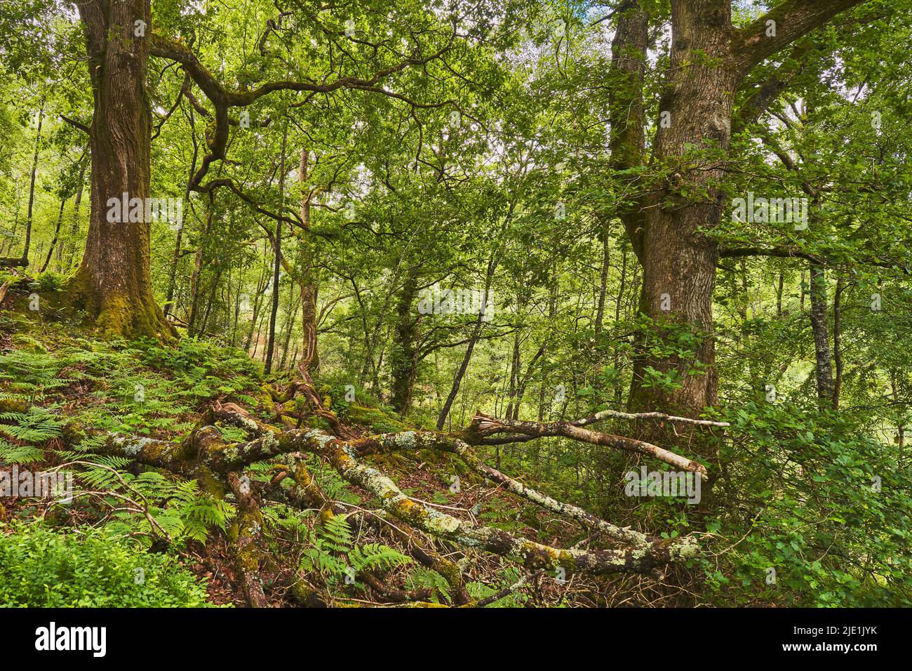 Shaded woodland opening in oak woodland, Wales Stock Photo Alamy