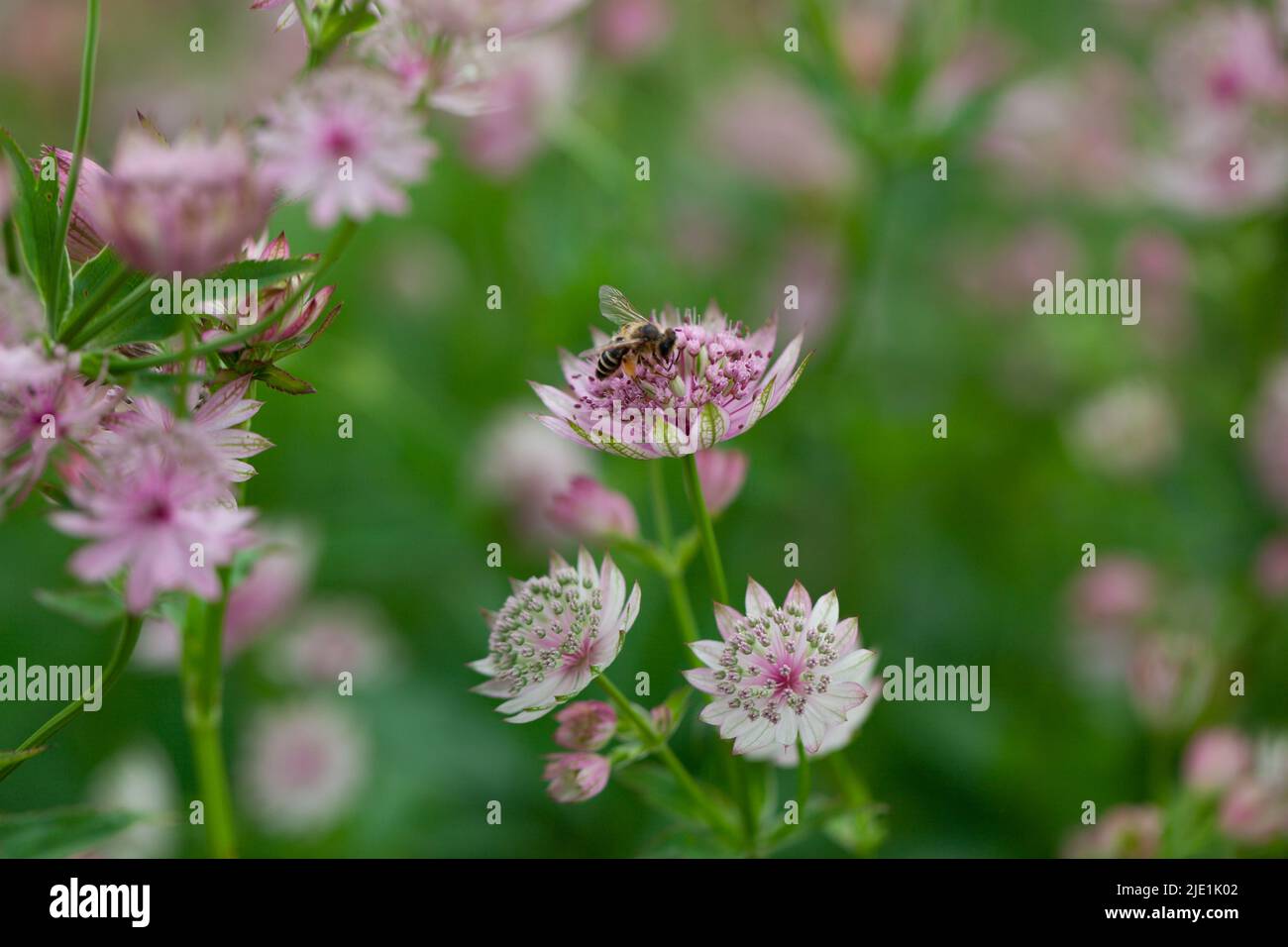 Close-up of a honeybee foraging on Greater Masterwort plant Stock Photo