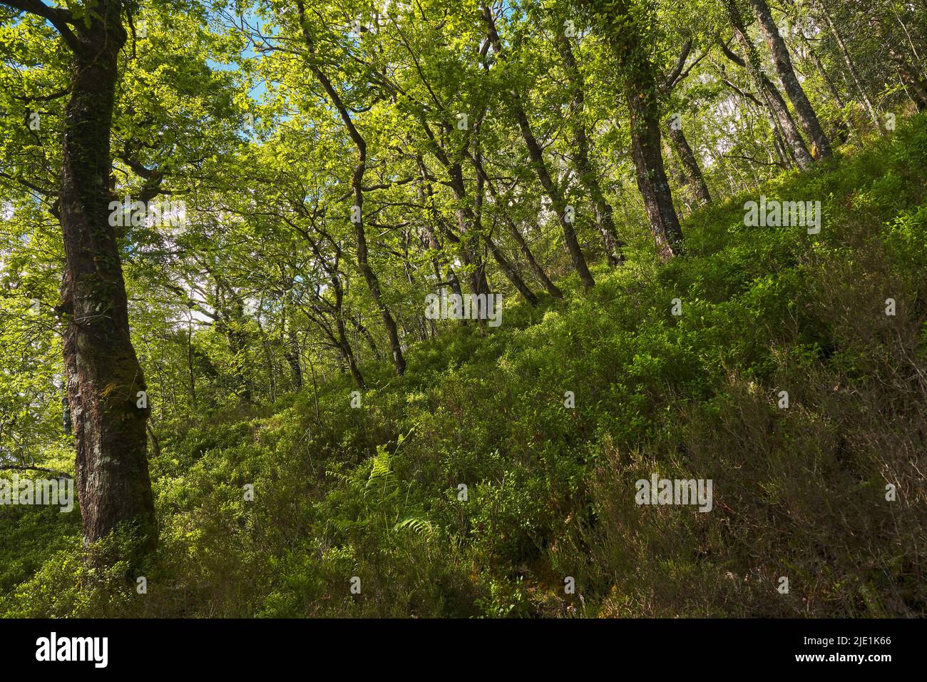 Dappled sunlight and shading in oak woodland Stock Photo - Alamy