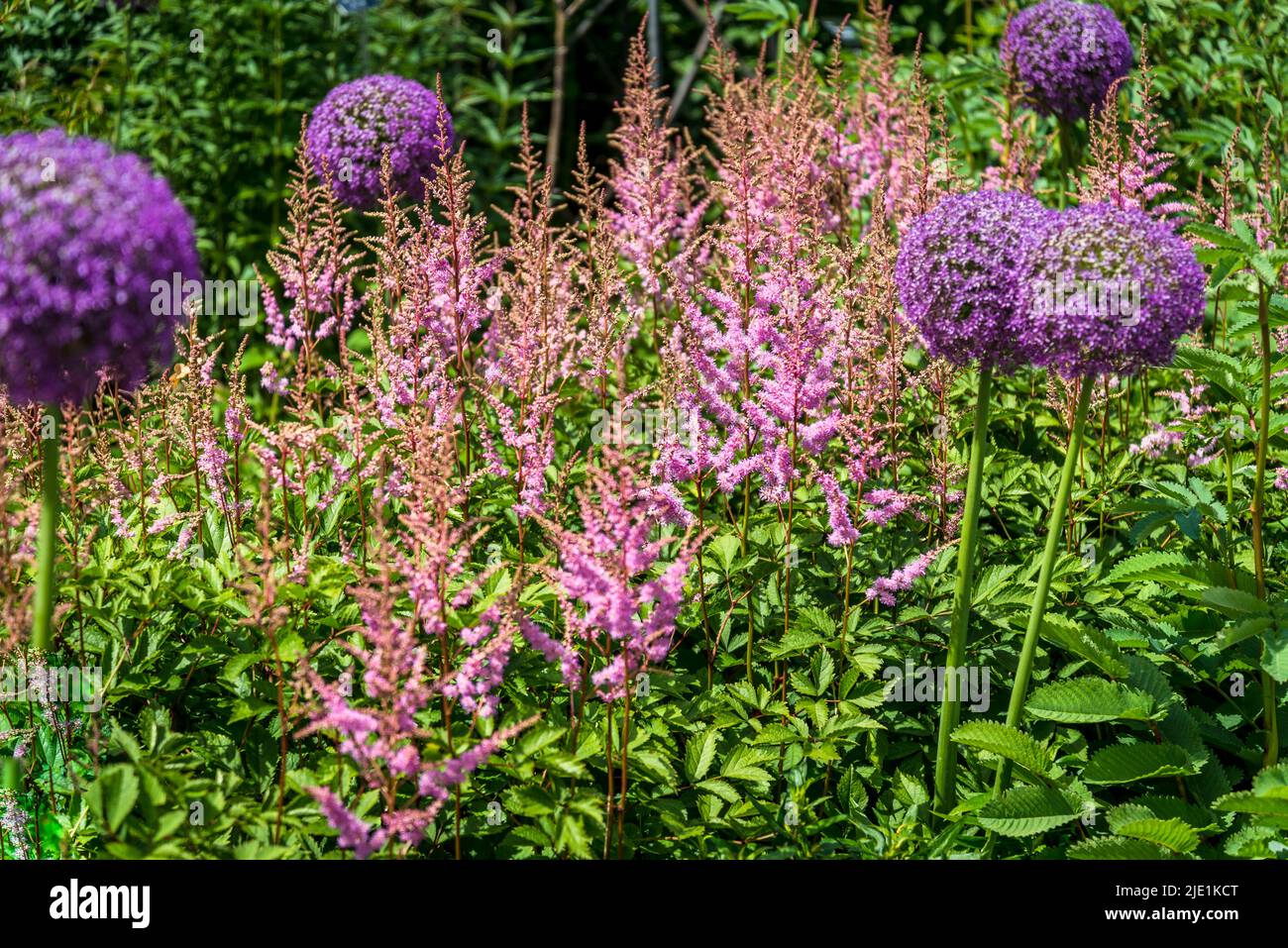 Allium 'Ambassador' and pink astilbe Stock Photo