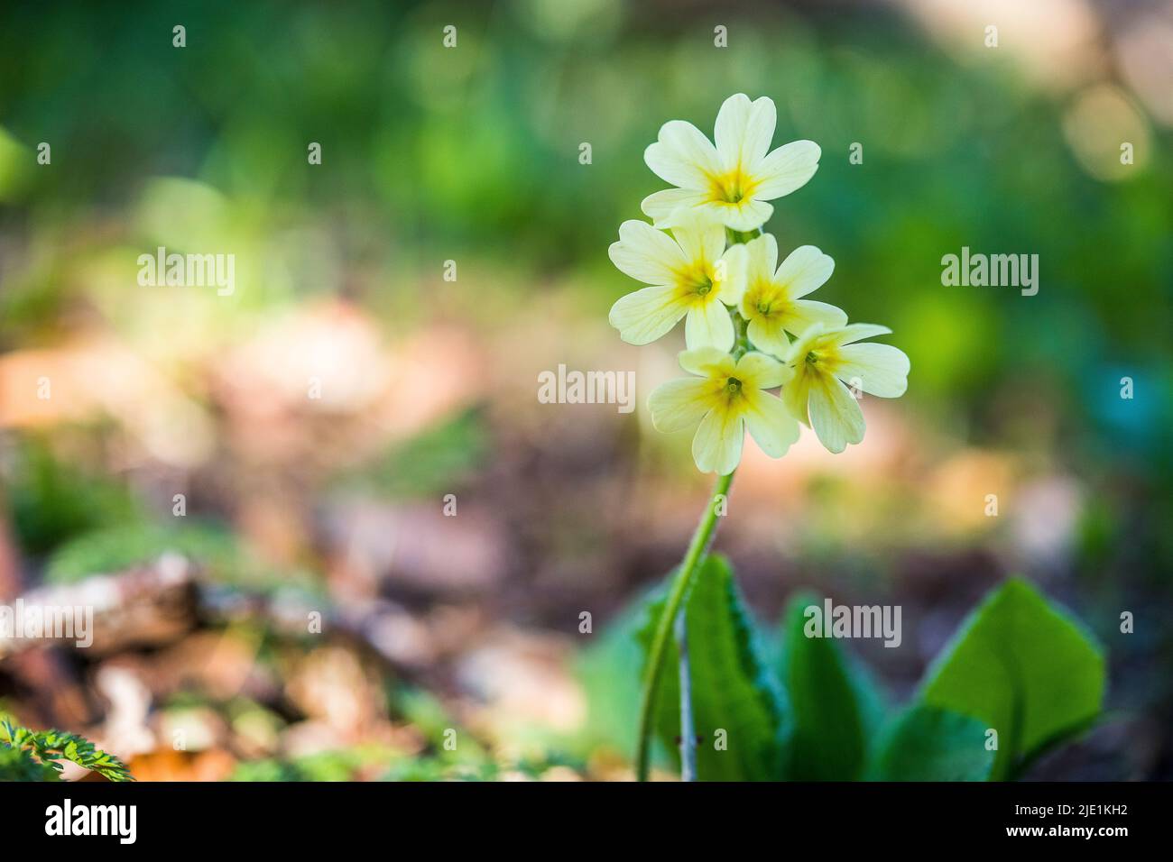 Primula elatior, the oxlip (or true oxlip), is a species of flowering ...