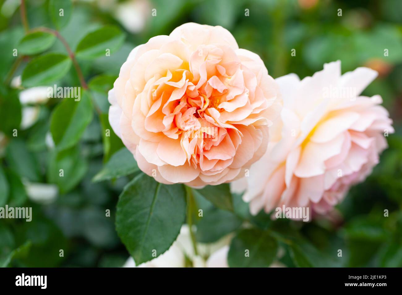Close-up of Rosa, 'The Wren' Stock Photo