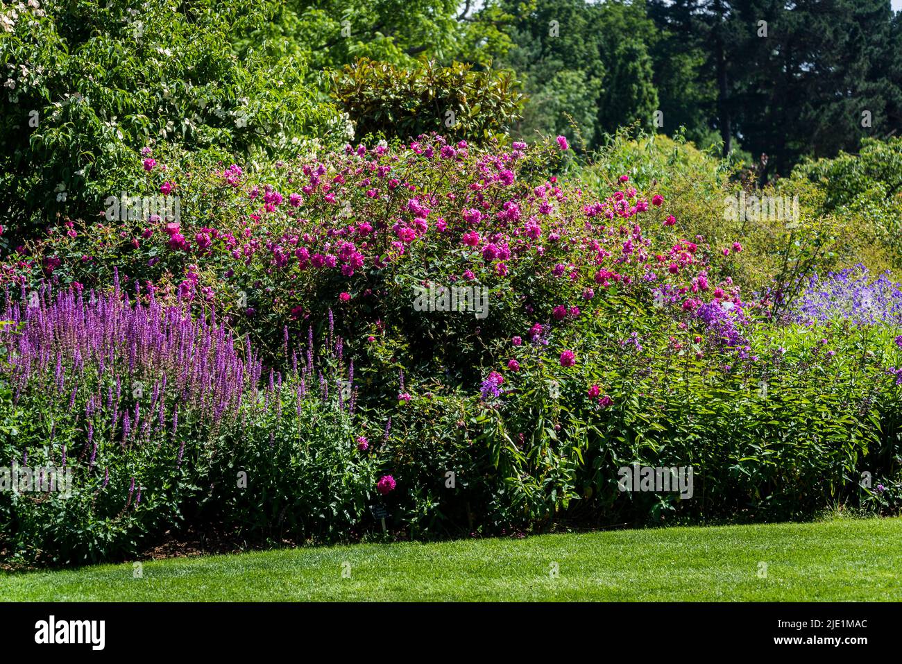 Early june border hi-res stock photography and images - Alamy