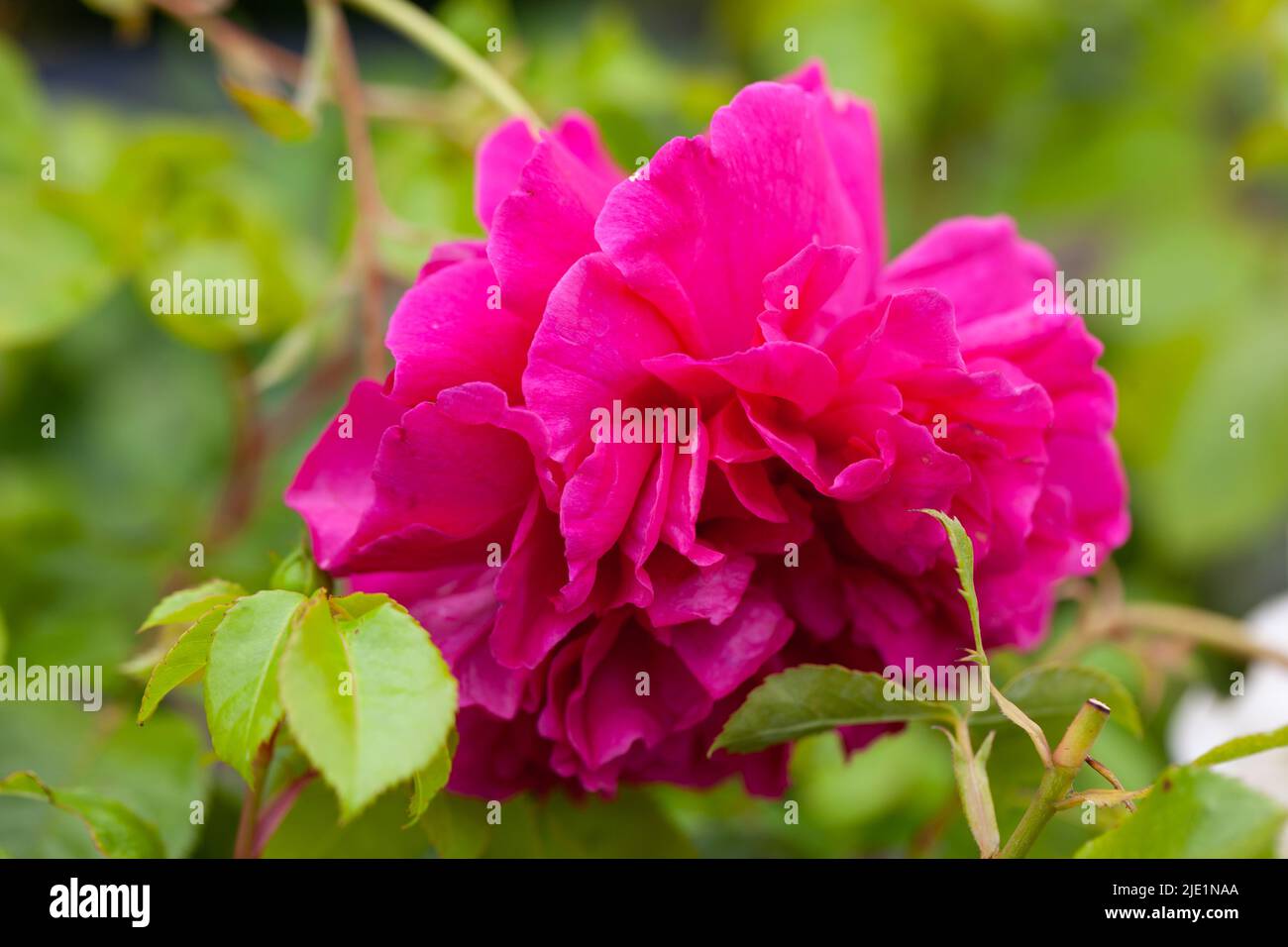 Gardening Calendar - Close-up of the colourful Thomas a Becket Rose Stock Photo