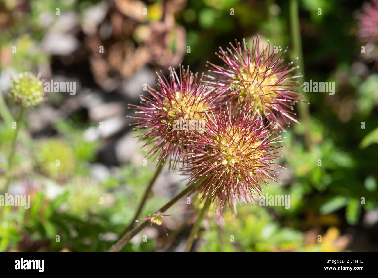 Pirri-pirri-bur (acaena novae-zelandiae), an invasive weed plant in the UK originating from New Zealand and Australia Stock Photo