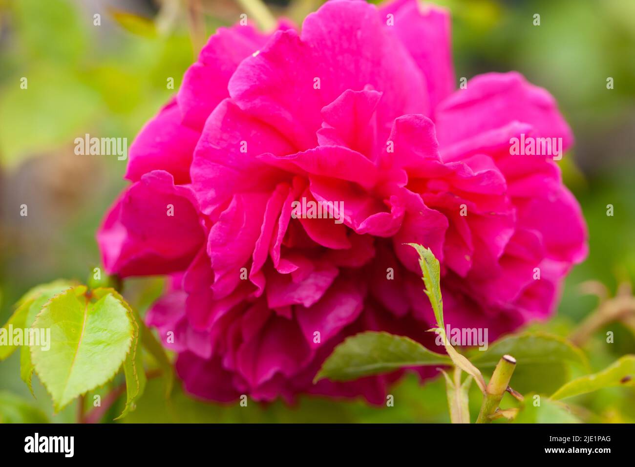 Gardening Calendar - Close-up of the colourful Thomas a Becket Rose ...