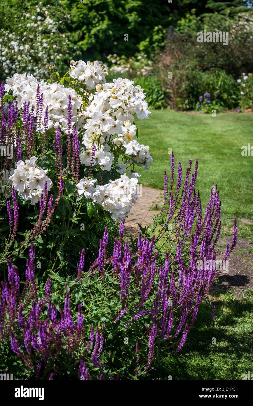 Summer border Salvia nemorosa 'Amethyst', Sage Amethyst and Rosa Keros 'Harpacific' Stock Photo