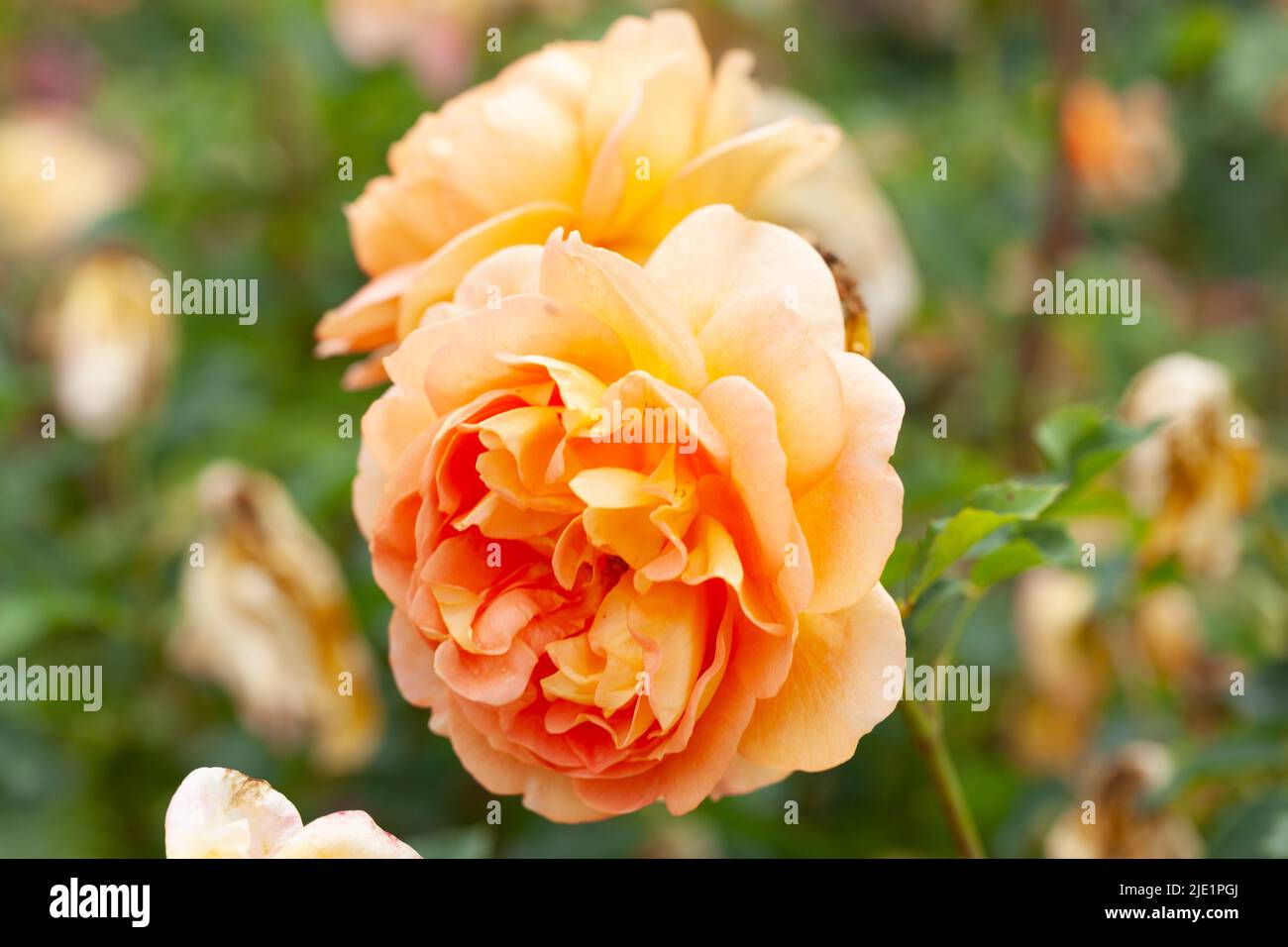Close-up of the Lady of Shallot Rose Shrub Rose Stock Photo