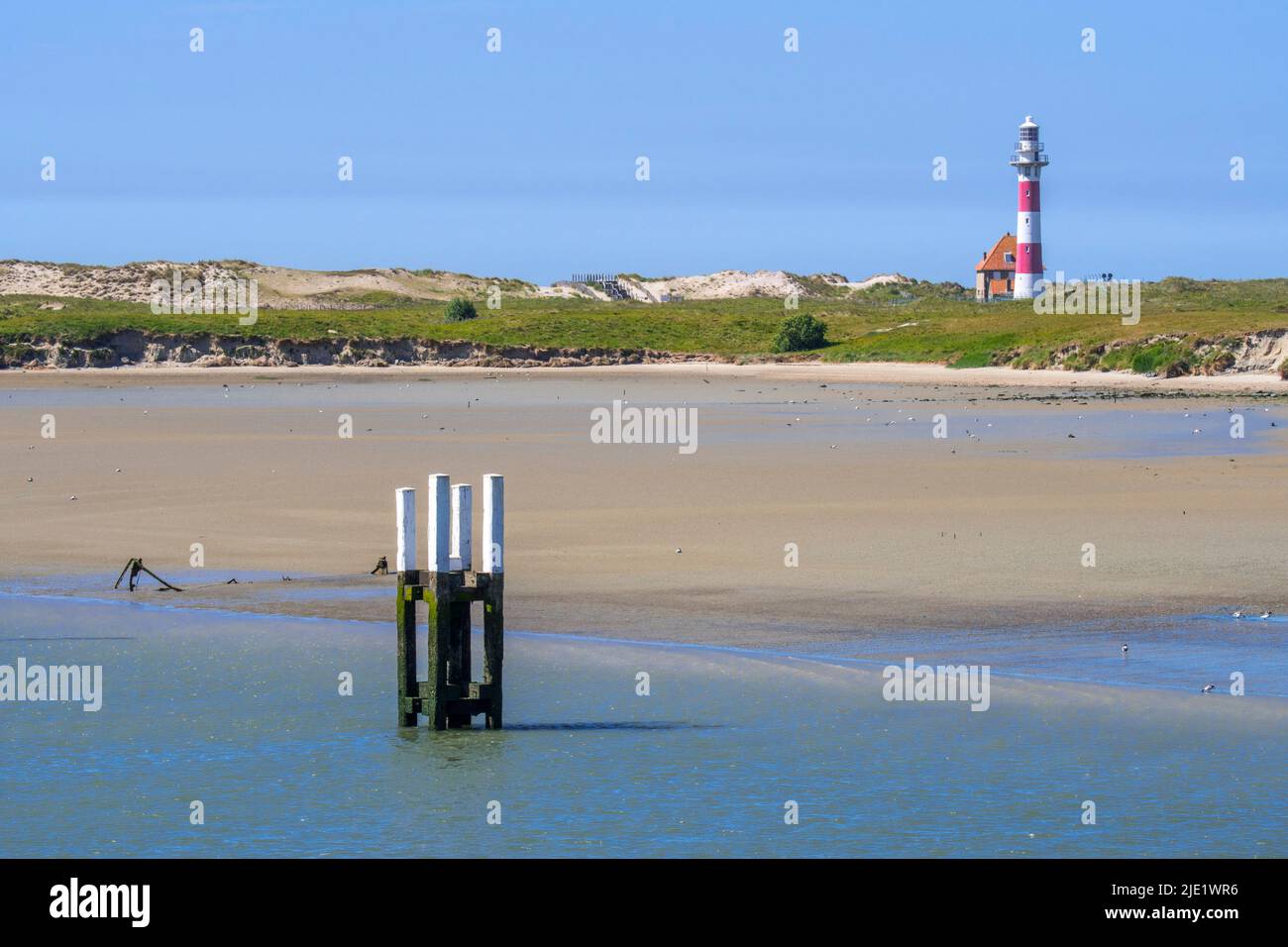 Lighthouse in dunes and seabirds, ducks and wading birds foraging on mudflat of nature reserve De IJzermonding at Nieuwpoort, West Flanders, Belgium Stock Photo