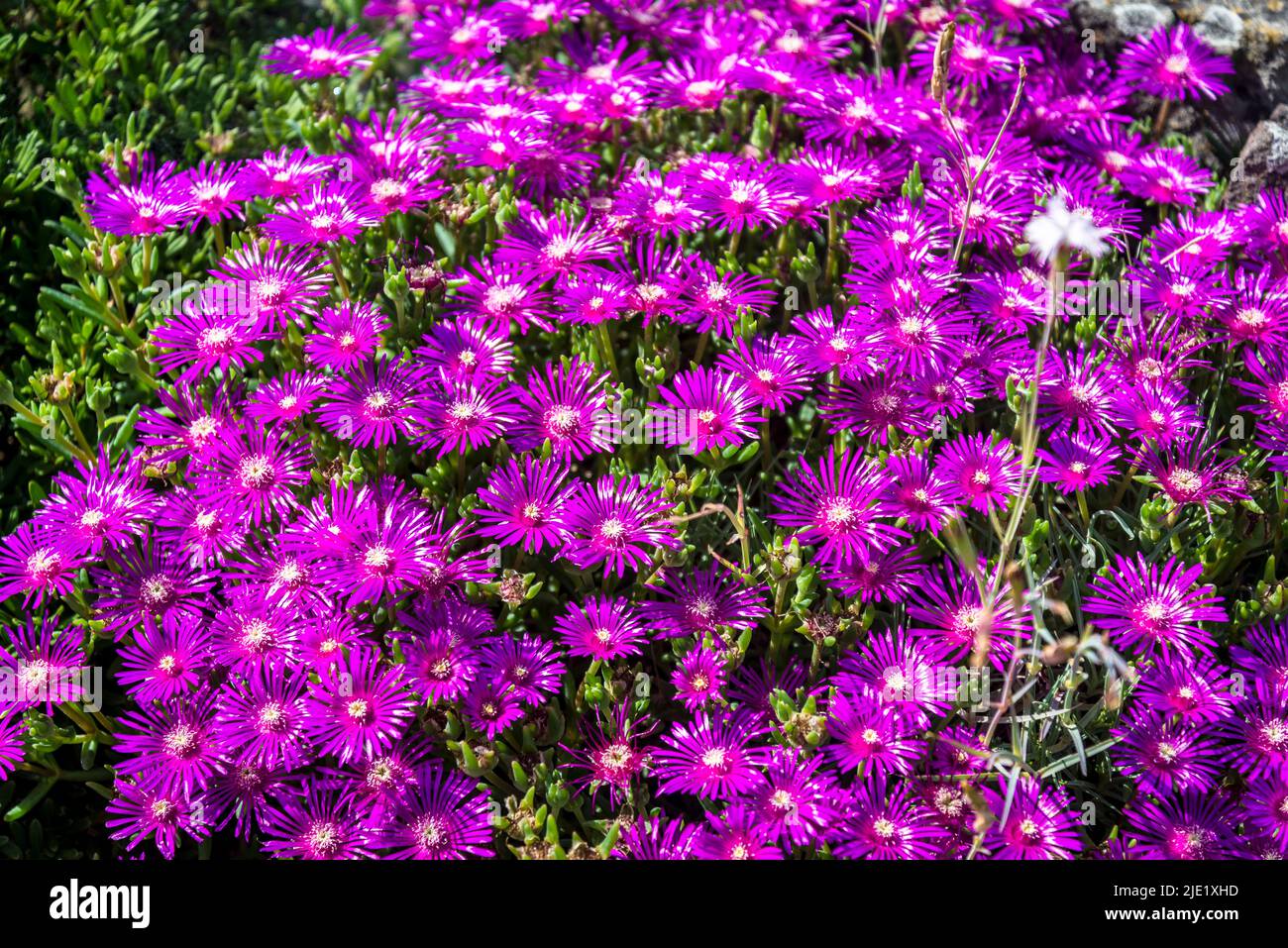 Delosperma cooperi Stock Photo