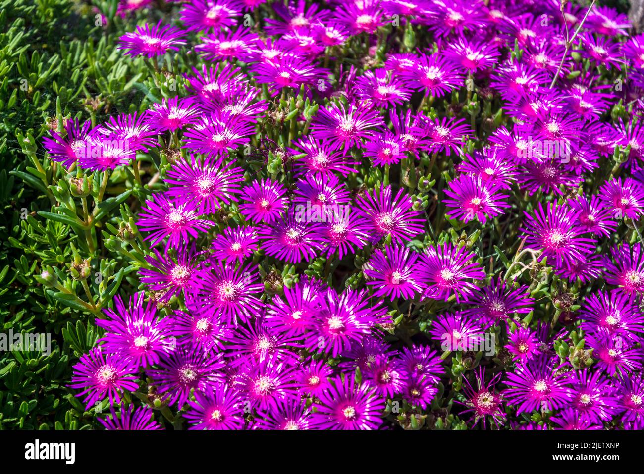 Delosperma cooperi Stock Photo