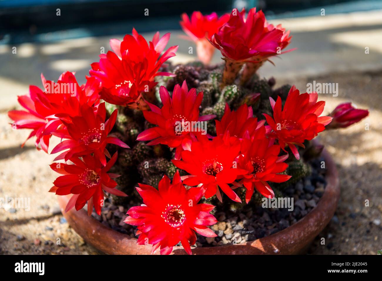Echinopsis 'susan Dale' Stock Photo